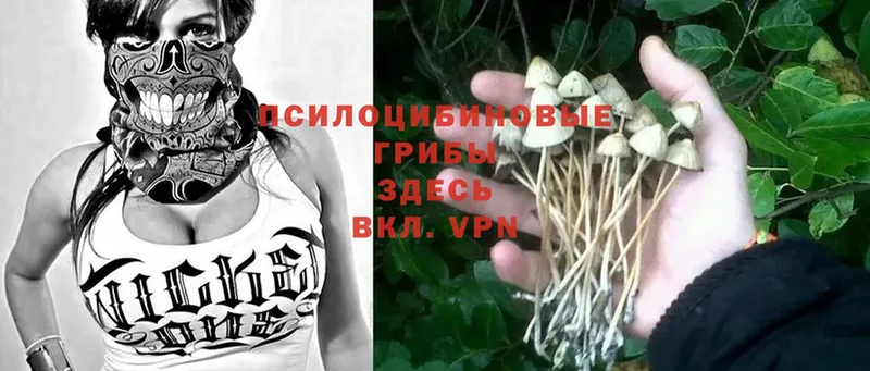 купить наркоту  маркетплейс какой сайт  Псилоцибиновые грибы Psilocybine cubensis  Хотьково 